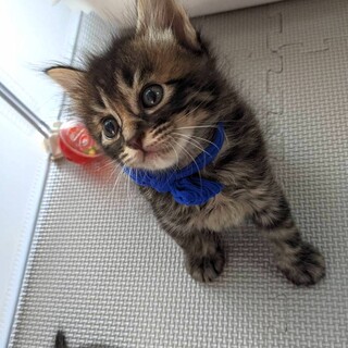 募集一時停止　イケメンキジトラ♥️ケンタ