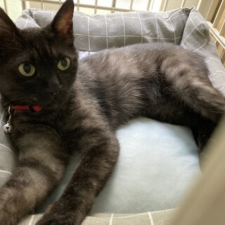 （動画あり）性格◎お膝大好き♡小柄な女の子