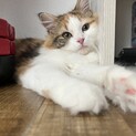 ラガマフィン