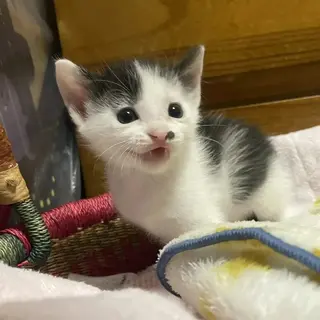 まっすぐしっぽの白黒くん ハート柄の穏やかな男の子