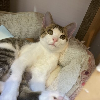 【小平市】ハンサムなキジ白のオンくん