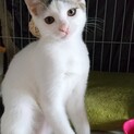 白い艶毛がキュート♡人慣れ抜群 琥珀君6ヶ月