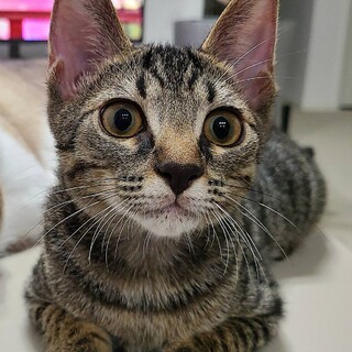 4カ月の3兄妹の里親さん募集