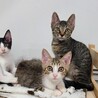 4カ月の3兄妹の里親さん募集 サムネイル3