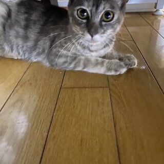 人懐っこい子です！