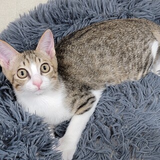 3兄妹の里親さん募集