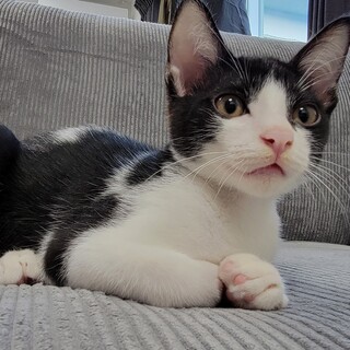 3兄妹の里親さん募集