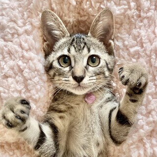 手術がんばったよ！スマイリー♡みぞれちゃん♡