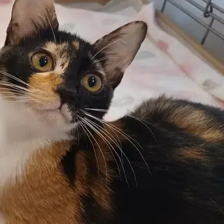 8/28譲渡会！美猫姉妹４ヶ月つや姫です！