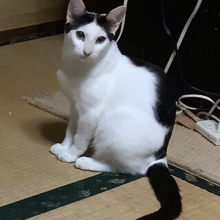 控えめで可愛い男の子！可愛がってください！