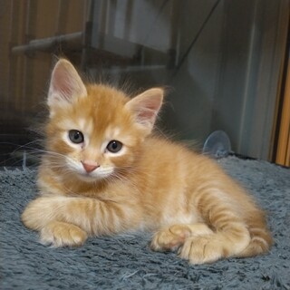 ホアホア毛の茶トラジュライくん