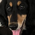 仔犬！サルーキ(ブラックタン)イケメンで甘えん坊