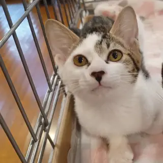 8/28 譲渡会　美猫4姉妹のこまち3ヶ月半