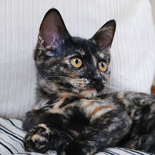 小心者だけど抱けばゴロゴロ☆ノエミちゃん