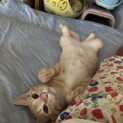 人慣れ抜群！大トロくん！