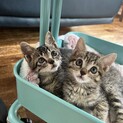 可愛い可愛いキジ猫兄妹