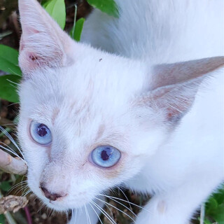 涼しげな青い目のシャム猫風女の子