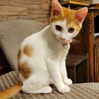 あま～いお顔とふんわり模様の茶白ちゃん