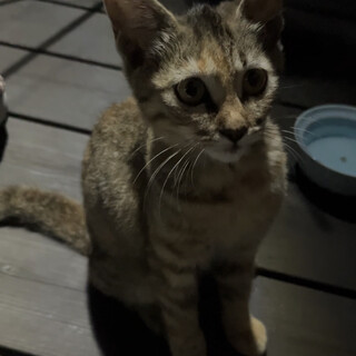 子猫の新しい家族探してます