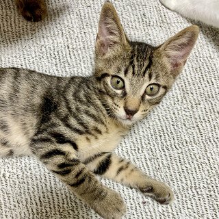 【9/25⭐️堺東にて譲渡会】参加猫パセリくん