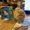 くーぴ