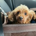 甘ったれなトイプードル♀ようちゃん