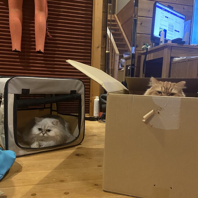くーぴのカバー写真