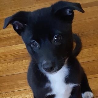 尻尾フリフリのブッセちゃん