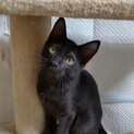 鍵しっぽの綺麗な黒猫　くるみちゃん