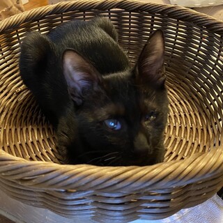 【うもさ】おかげさまで里親様が決まりました！
