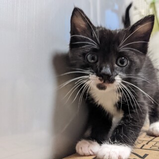 下田市の猫の里親募集情報まとめ ペットのおうち 月間利用者150万人