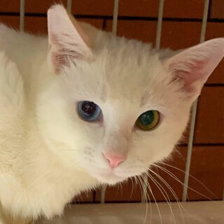 優しいオッドアイ男子一歳　単身者可