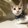 甘えん坊な男の子ラン君 サムネイル7