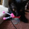 黒猫1歳　控えめな女の子　たんぽぽちゃん サムネイル3