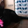 黒猫1歳　控えめな女の子　たんぽぽちゃん サムネイル4