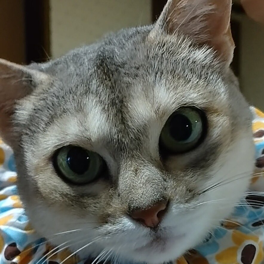 ルー
