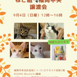 ねこ組福岡中央譲渡会in藤崎 サムネイル1