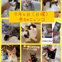 ねこ組福岡中央譲渡会in藤崎 サムネイル2