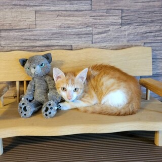 人間もワンちゃんも大好き、元気いっぱい茶トラ