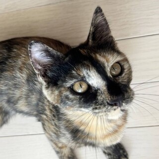 伊勢原①サビ柄甘えん坊のひかりちゃん