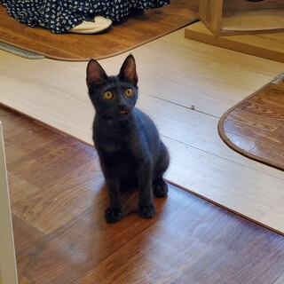 6兄妹唯一の黒猫ろく君♂️