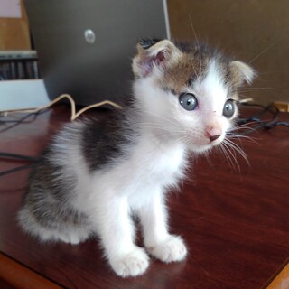 子猫を保護しています（生後約1か月の生まれたて）