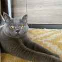 ブリテッシュショートヘアー雄猫、もちくん2歳