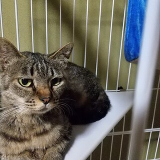 お母さん猫です