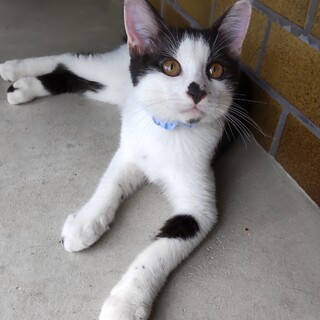 ニャルメシアン発見！？琥珀の瞳がすてき