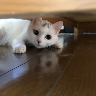 真っ白な可愛い保護猫ちゃんの里親さん募集！