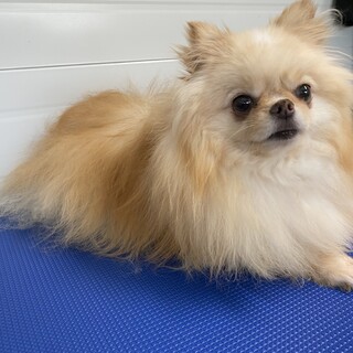 応募多数により停止 3歳10ヶ月 チワポメ男の子