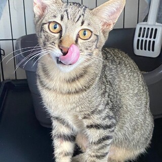 イケメンのキジトラ♂子猫です