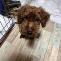 障害も気にしないトイプードルくん