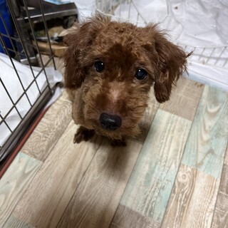 障害も気にしないトイプードルくん